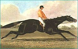 The Barb Racehorse