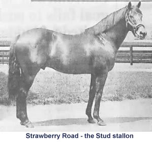 strawberry road racehorse