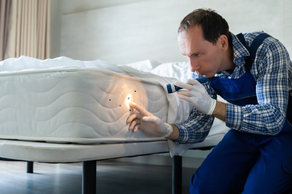 An exterminator discovering bed bugs on a mattress with a flash light.