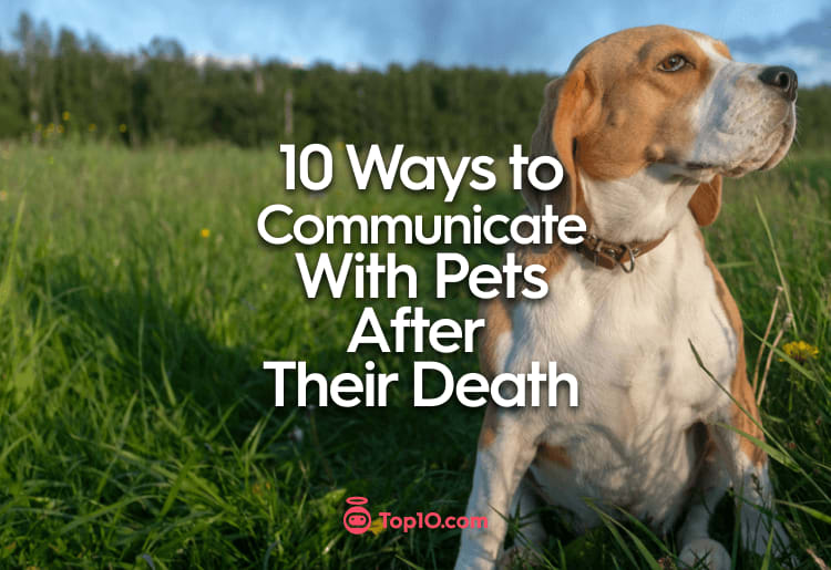 10 Ways to Communicate With Pets After Their Death