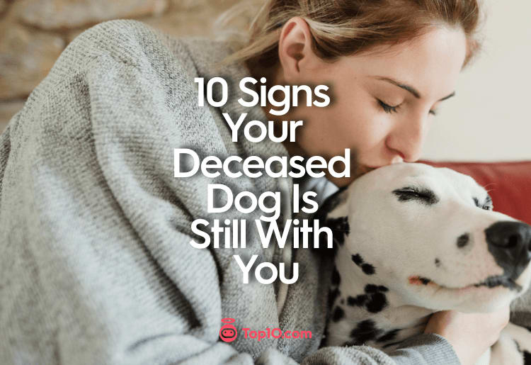 10 Signs Your Deceased Dog Is Still With You