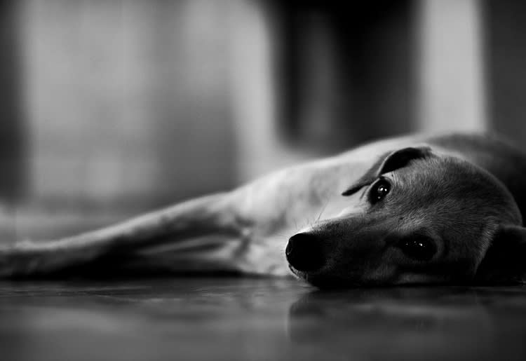 A black and white image of a dog lying on their side looking sad