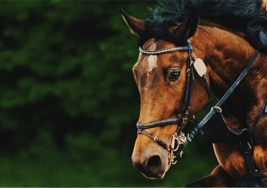 A History Of Cheltenham Race Festival