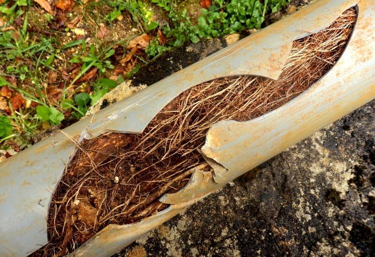 How to Prevent Tree Roots in Sewer Lines and Drain Pipes