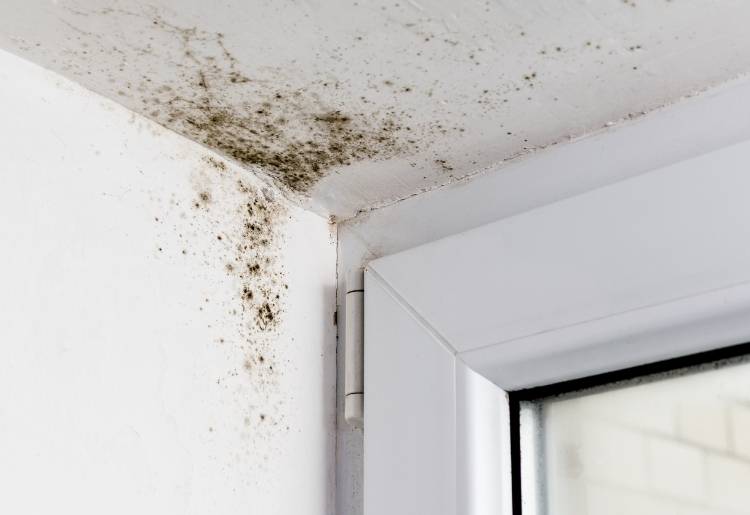 How to identify and prevent mildew and mold 