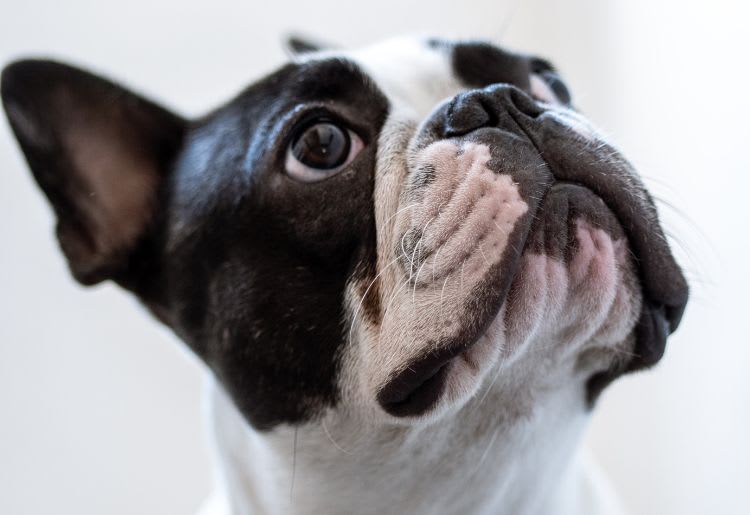 The 10 Best Dog DNA Tests