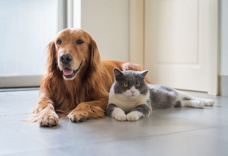 A cat and a dog sit next to each other