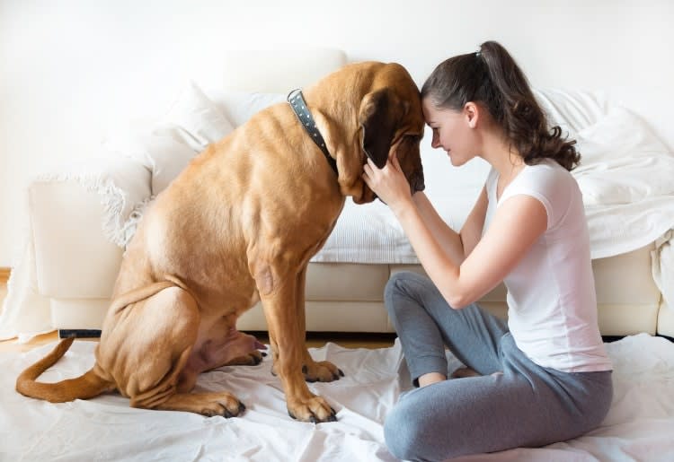 top 10 emotional support dogs