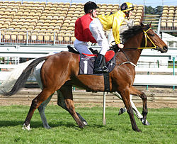 Northerly Racehorse