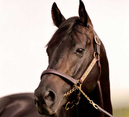 Octagonal Racehorse