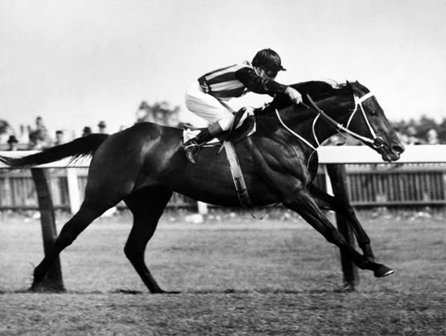 Tulloch Racehorse