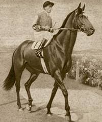 Bernborough Race Horse