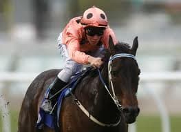 Black Caviar: Champion Undefeated Racehorse