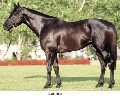 lonhro Racehorse