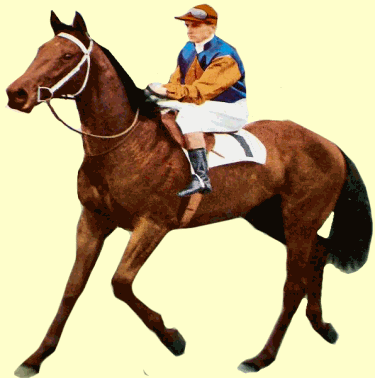 sky high racehorse