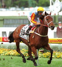 Sunline: Champion Australian Mare