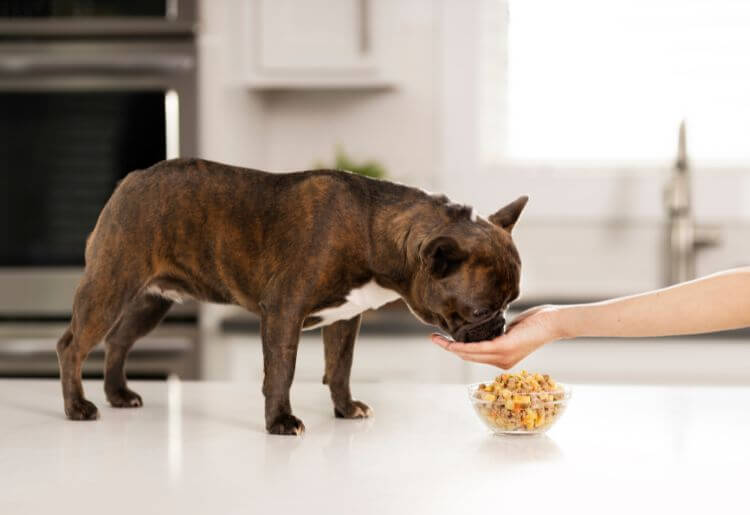 Nom Nom dog food tasty
