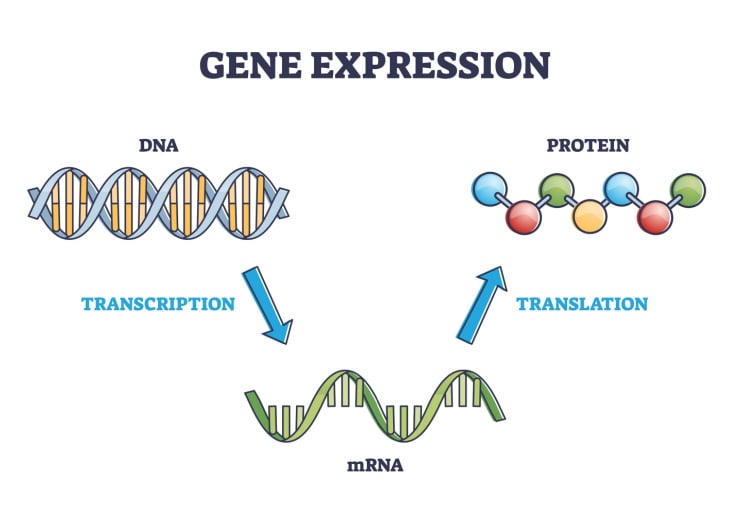 10 Key Differences Between DNA & RNA