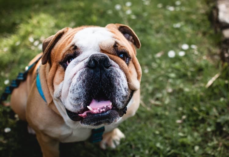 Bulldog
