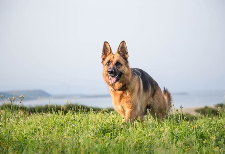 German Shephard
