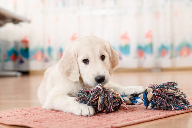 Toy for their pet