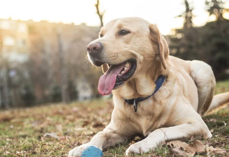 Labrador Retriever