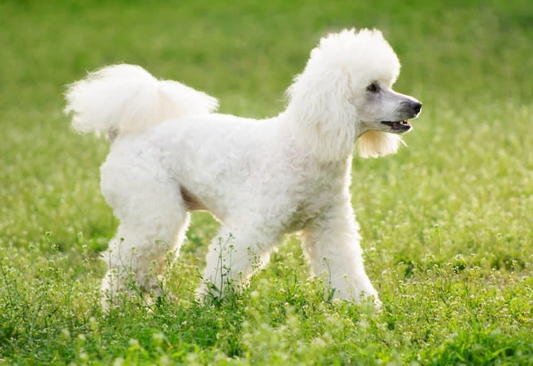 Poodle
