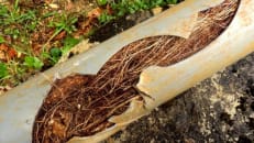 How to Prevent Tree Roots in Sewer Lines and Drain Pipes