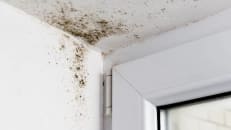 How to identify and prevent mildew and mold 