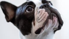 Top 10 Best Dog DNA Tests