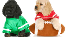 Puppy Bowl 