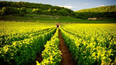 10 countries that produce the most wine each year