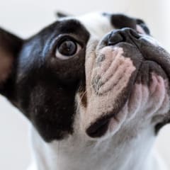 Top 10 Best Dog DNA Tests Kits in {year}