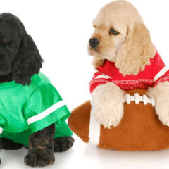  How to Stream the Puppy Bowl: A Fun and Easy Viewing Guide