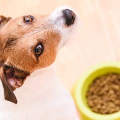 The Top 10 Dog Breeds & How Much They Cost to Own