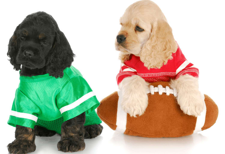 Puppy Bowl 