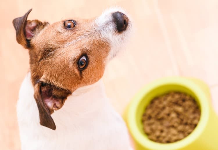 How Much Does a Dog Cost to Own?