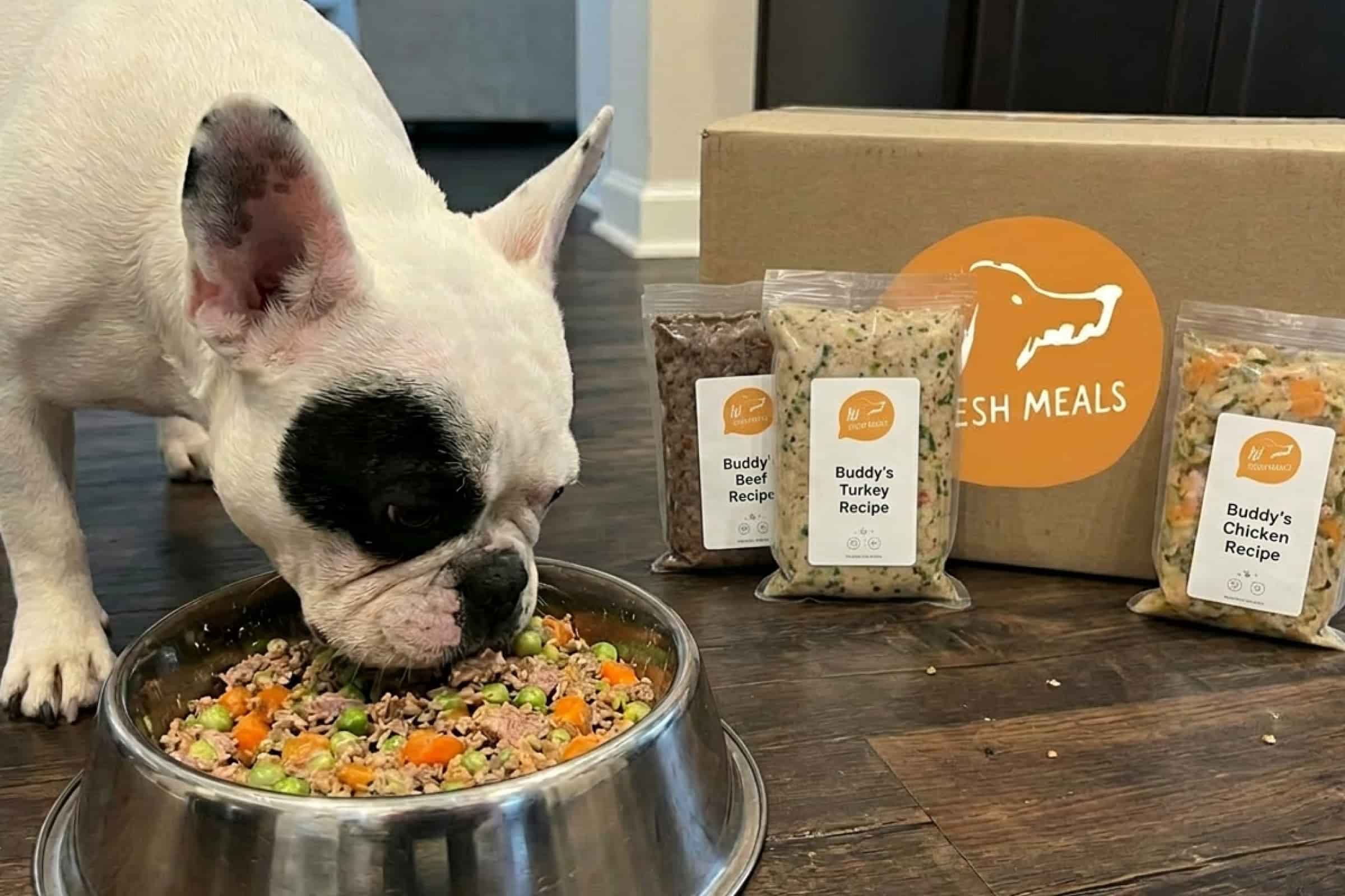 French bulldog eating fresh dog food from a bowl with packaged fresh meals in the background